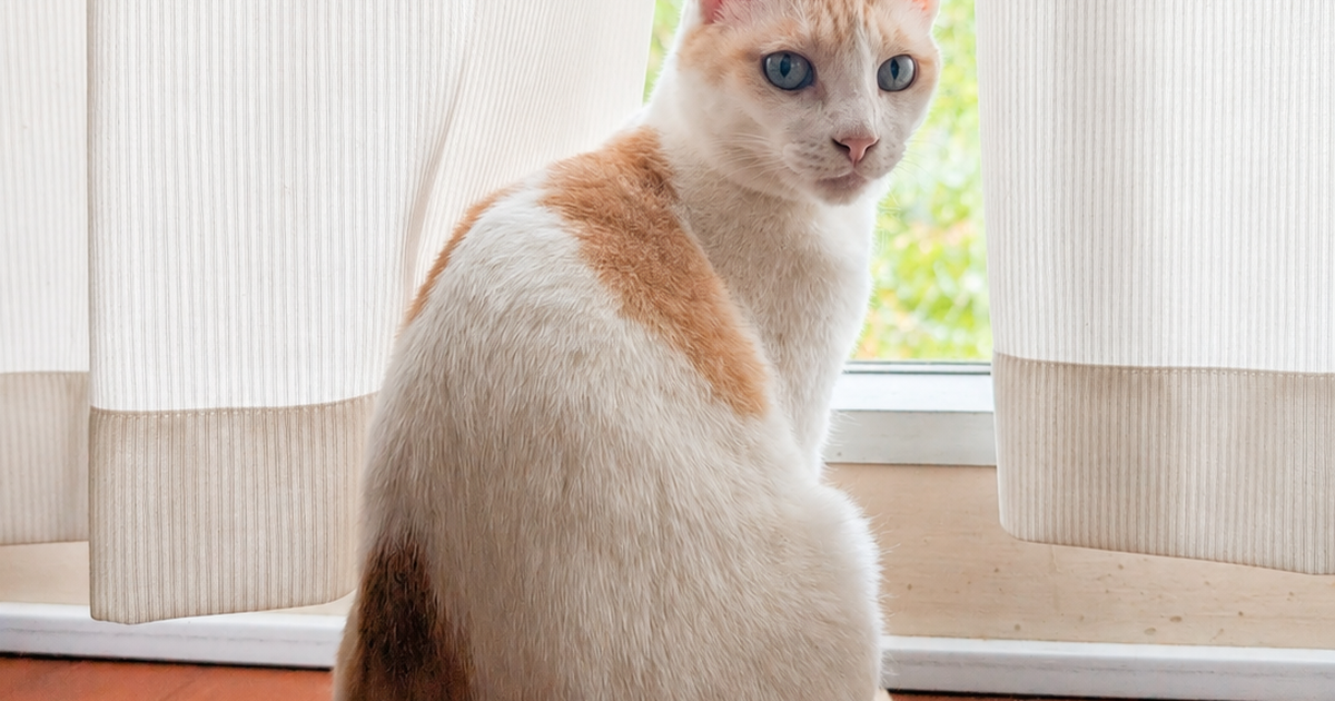 Featured image of post 【5月19日の写真日記】窓辺のチャコとサスケのおしりとシイタケの肉詰め
