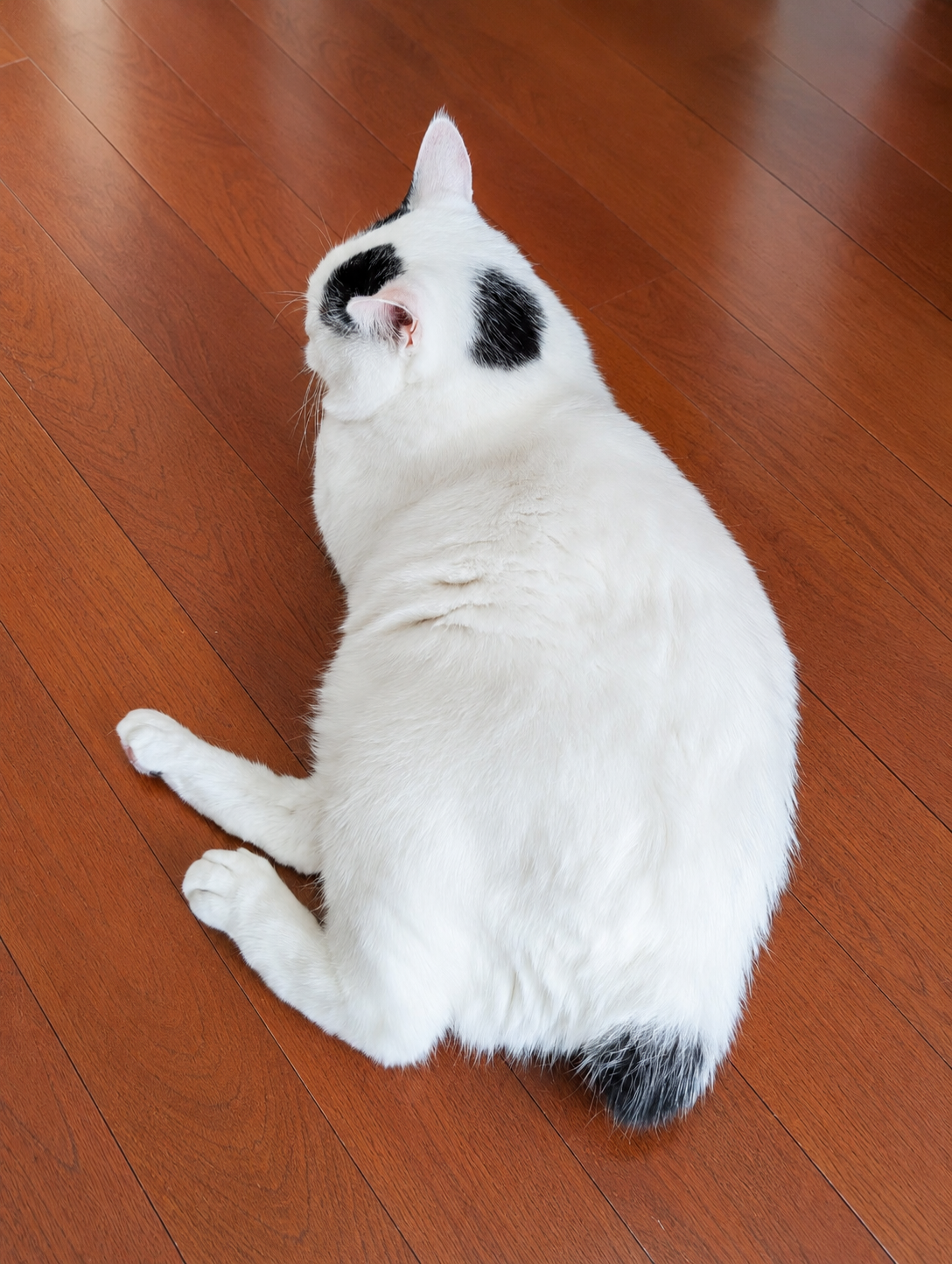床に伏せるサスケの丸い後ろ姿