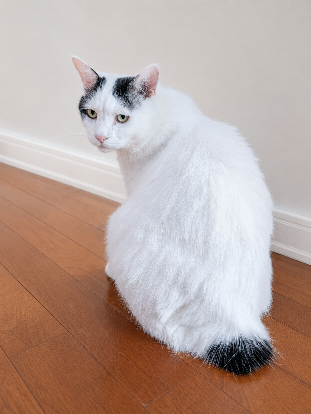 振り返るサスケの背中