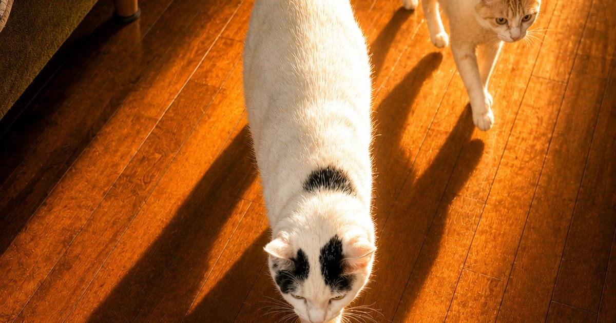 Featured image of post 【5月26日の写真日記】出陣する二匹とクネクネのチャコと小諸そば