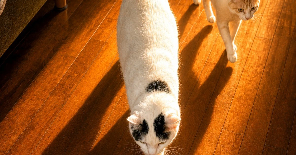 Featured image of post 【5月26日の写真日記】出陣する二匹とクネクネのチャコと小諸そば