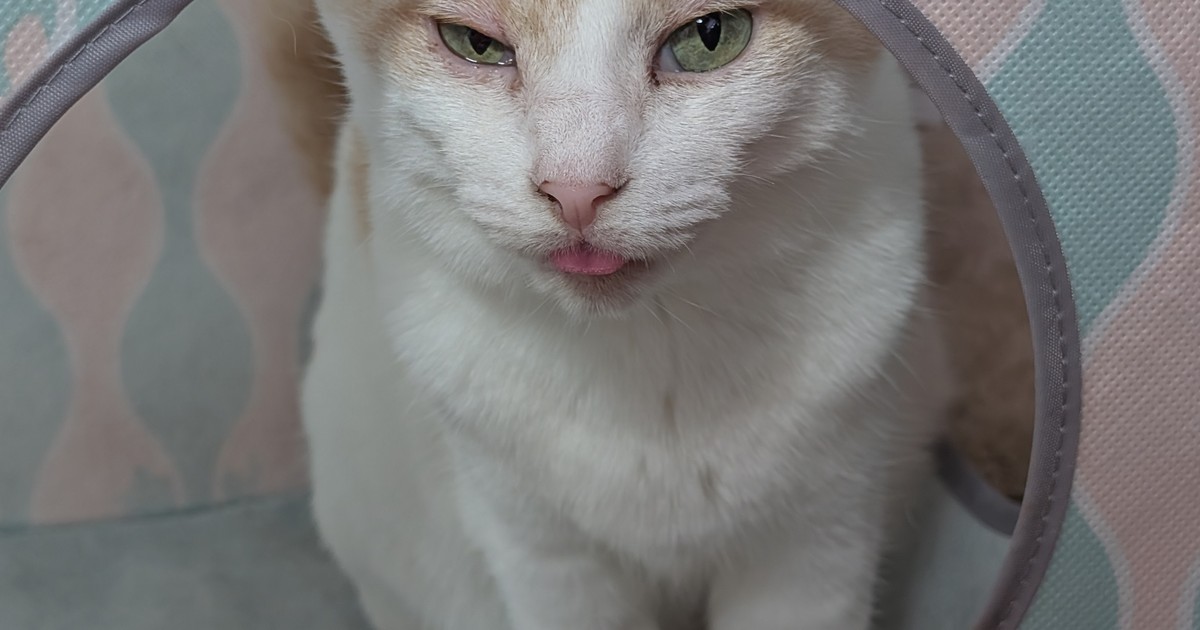 Featured image of post 【5月31日の写真日記】あっかんべーするチャコと諦めた31アイス