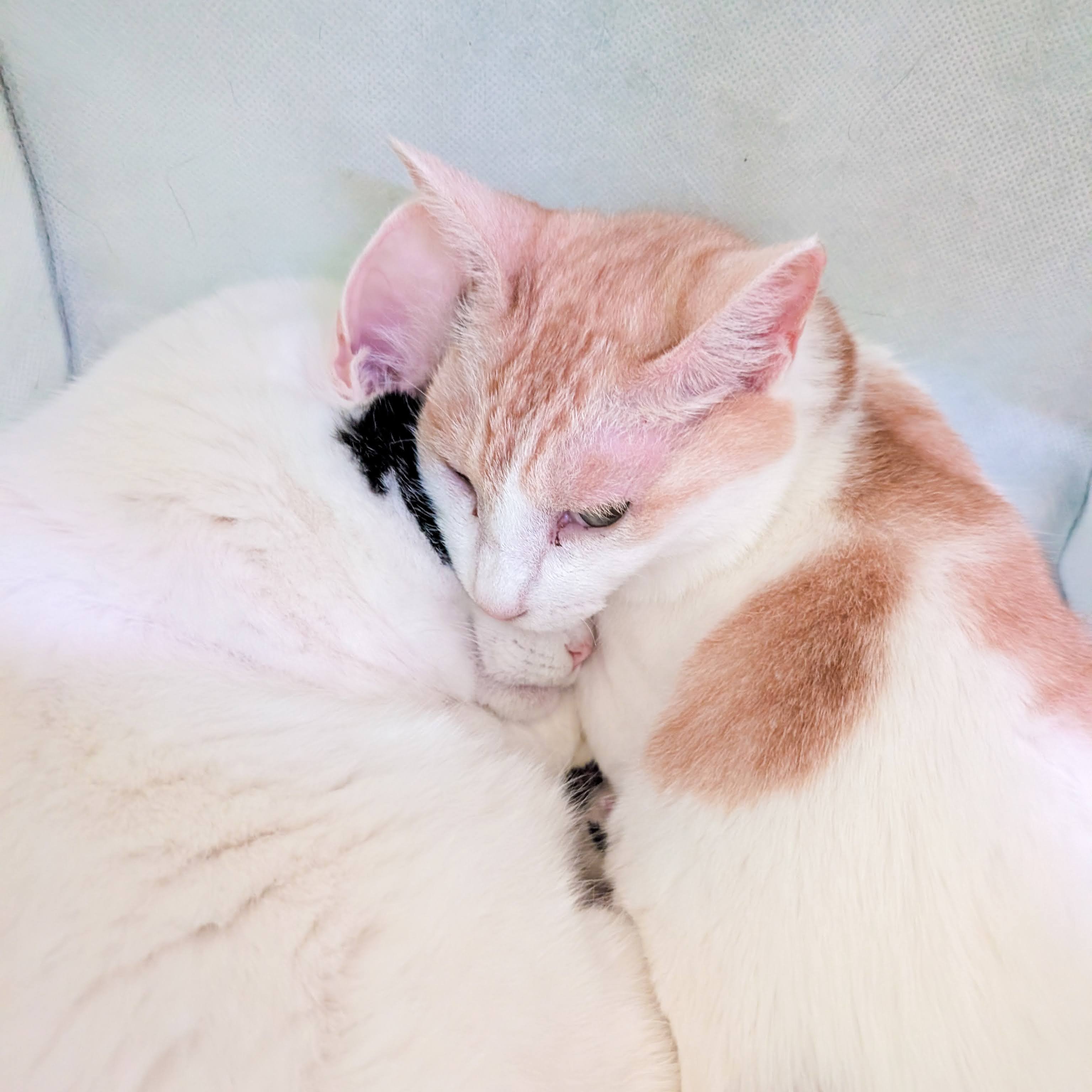 くっついて眠るサスケとちゃこ