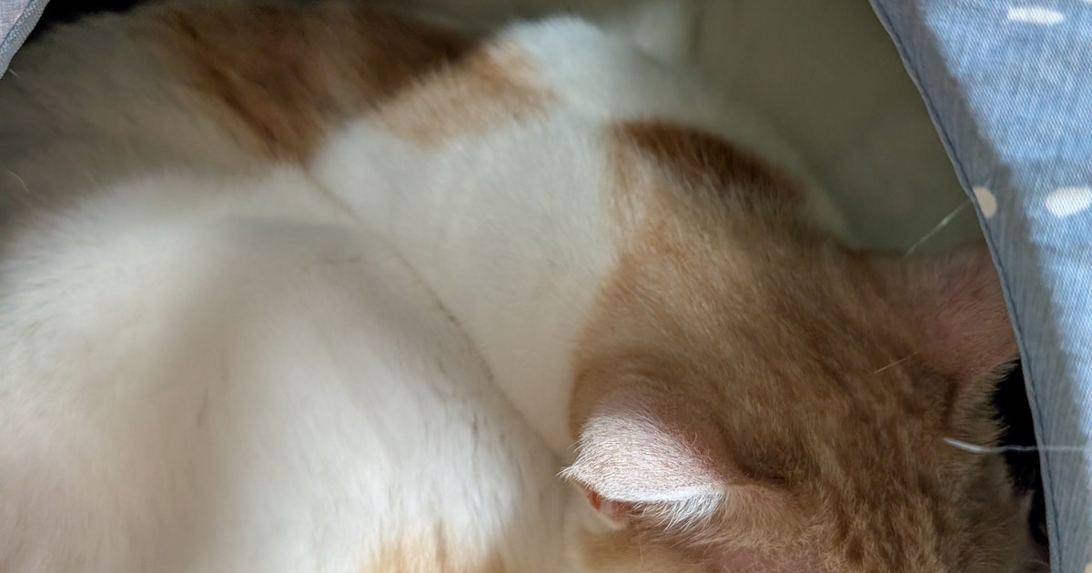 Featured image of post 【6月9日の写真日記】猫ベッドの2匹とエビチリと最高評価