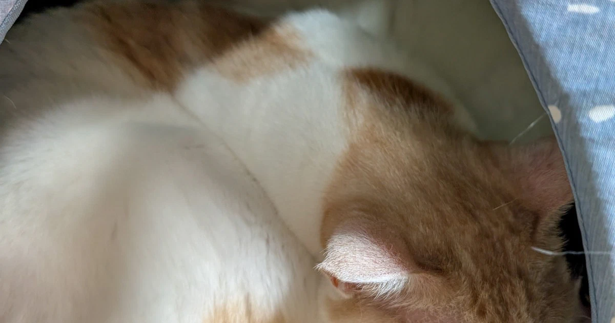 Featured image of post 【6月9日の写真日記】猫ベッドの2匹とエビチリと最高評価