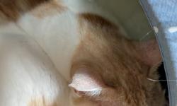 Featured image of post 【6月9日の写真日記】猫ベッドの2匹とエビチリと最高評価