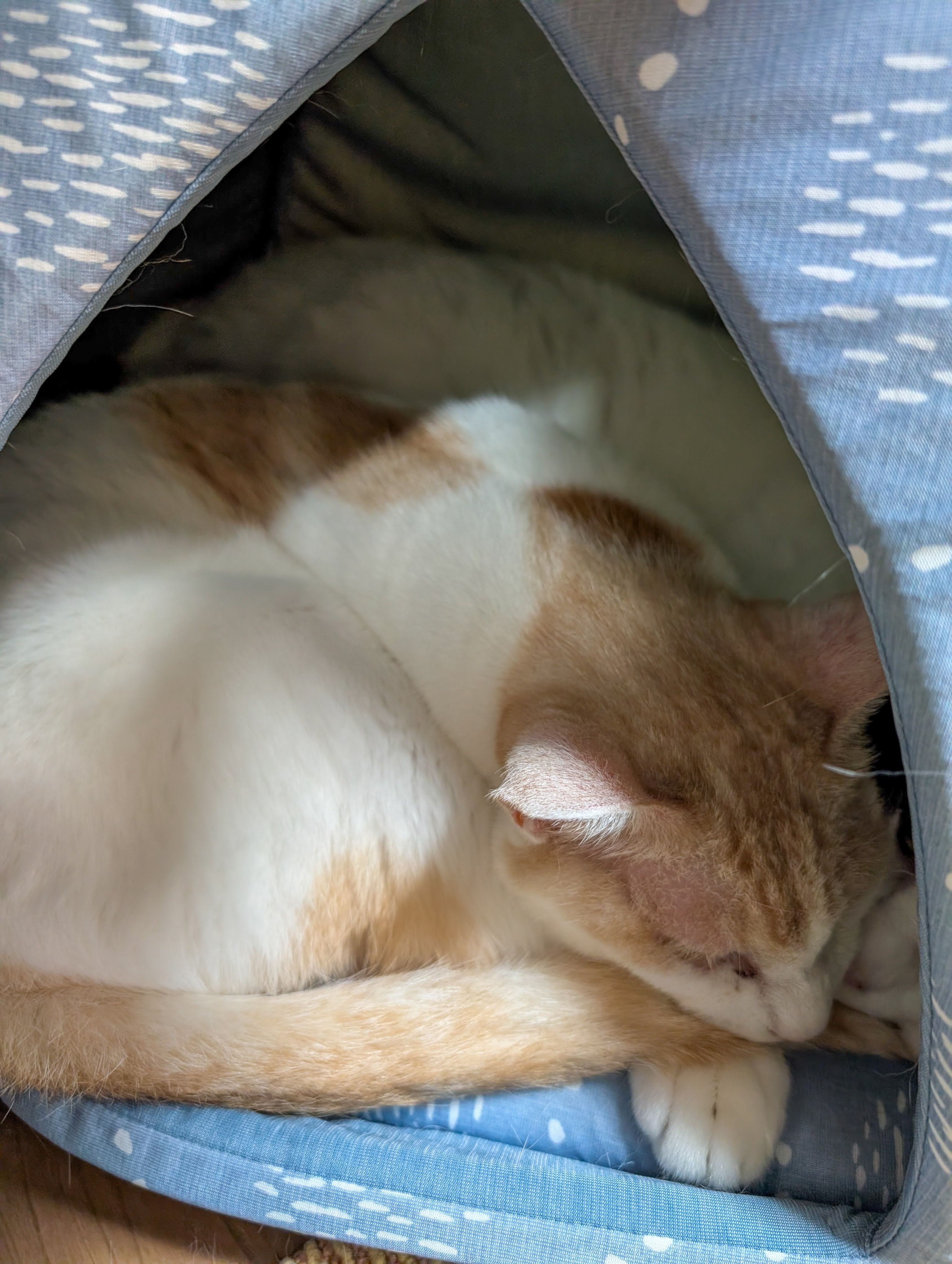 猫ベッドで仲良く眠る2匹