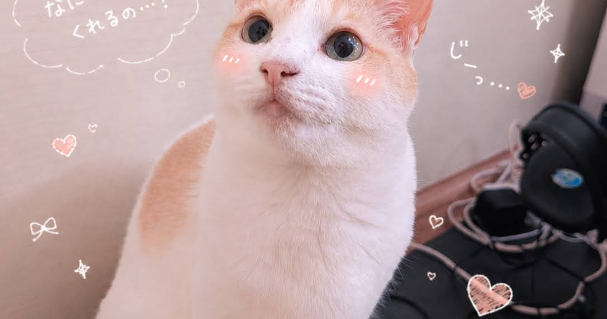 Featured image of post 【6月10日の写真日記】サスケとチャコとファン全開の夜