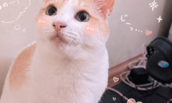 Featured image of post 【6月10日の写真日記】サスケとチャコとファン全開の夜