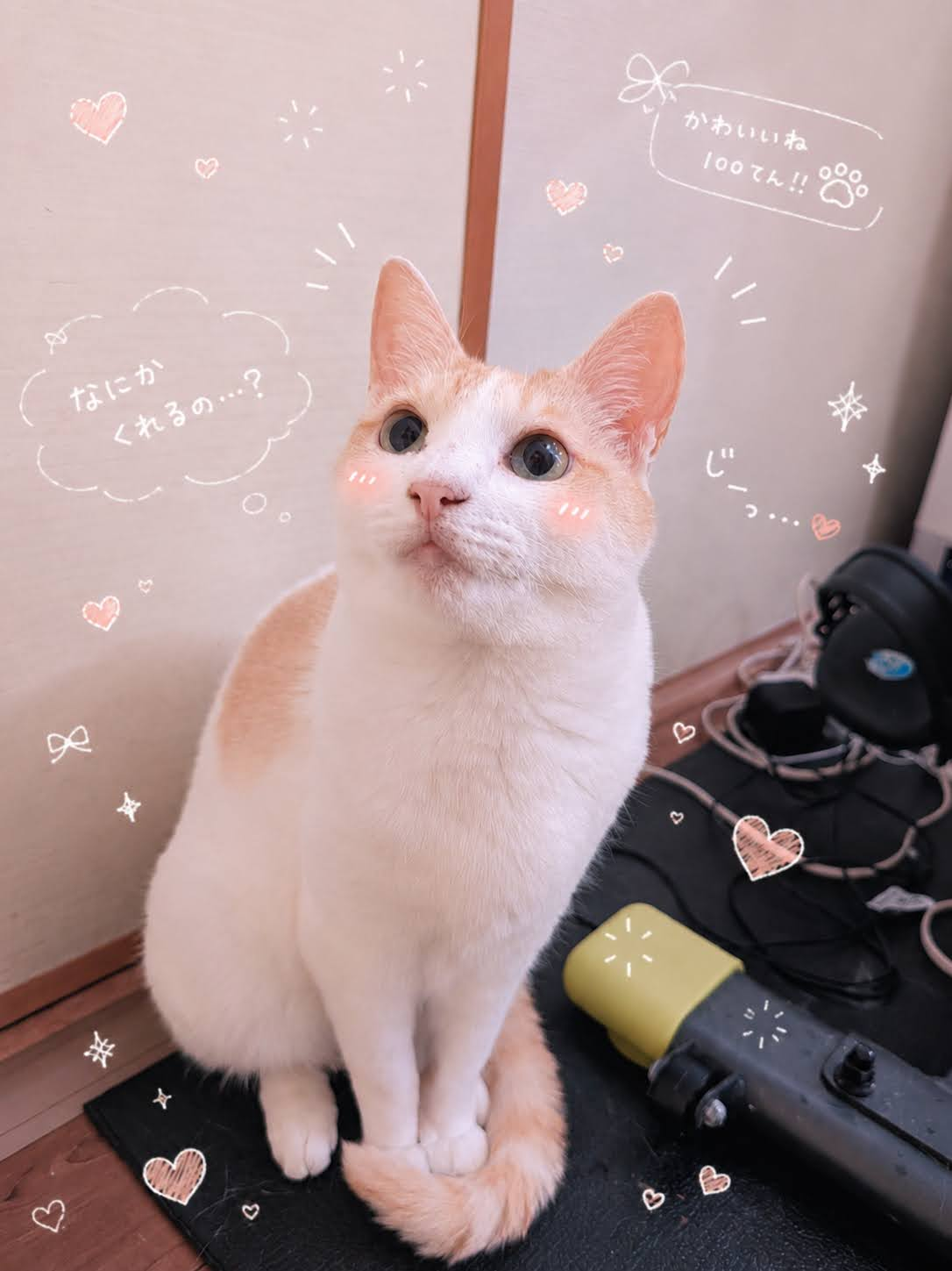 チャコちゃんのポートレート