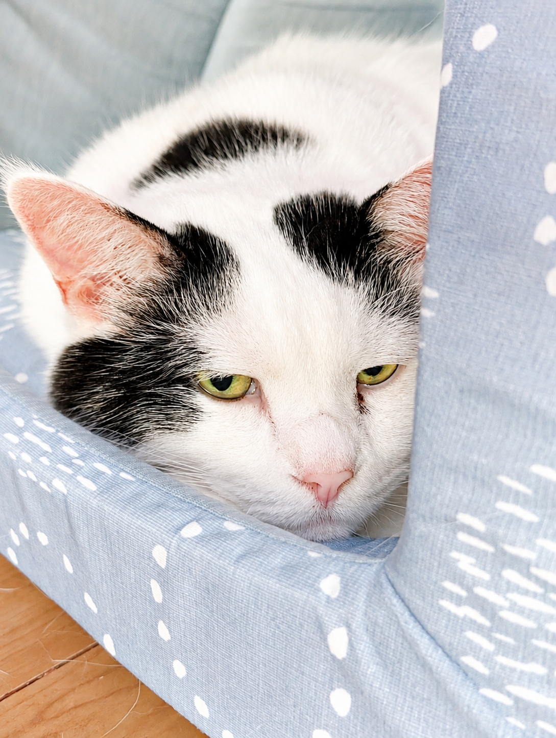 猫ベッドでだらけるサスケ