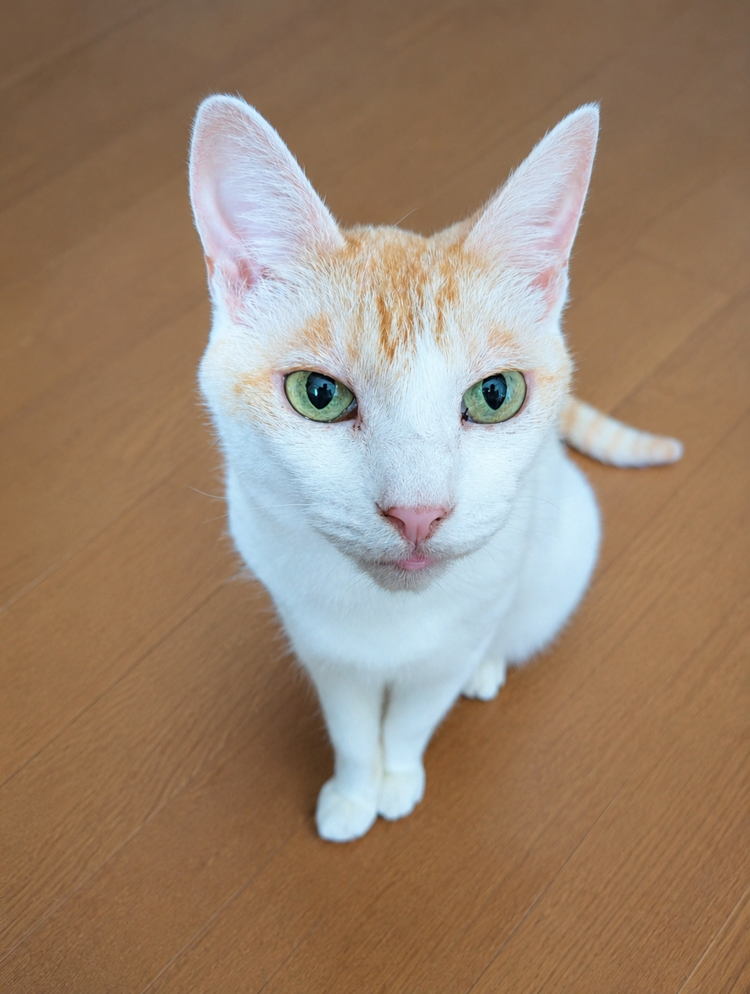 朝ごはんのあとにまったりするチャコ