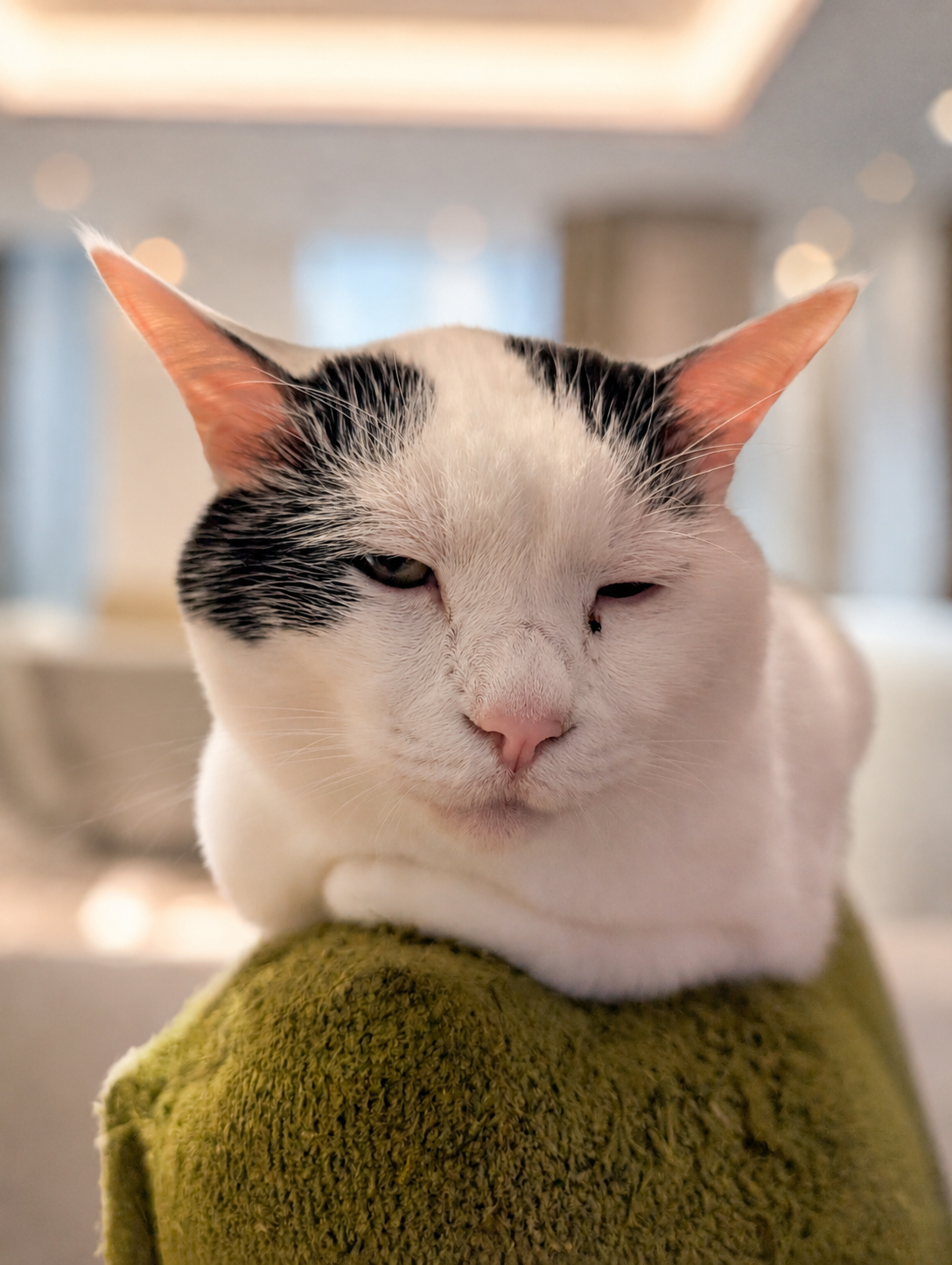 眠そうな顔でくつろぐサスケくん