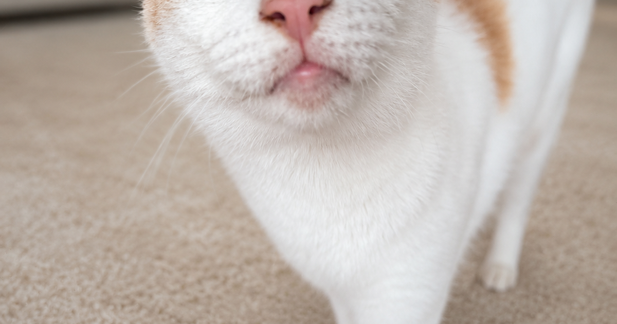 Featured image of post 【6月19日の写真日記】サスケの毛づくろいとチャコのアピールと楽天モバイル優待