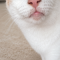 【6月19日の写真日記】サスケの毛づくろいとチャコのアピールと楽天モバイル優待