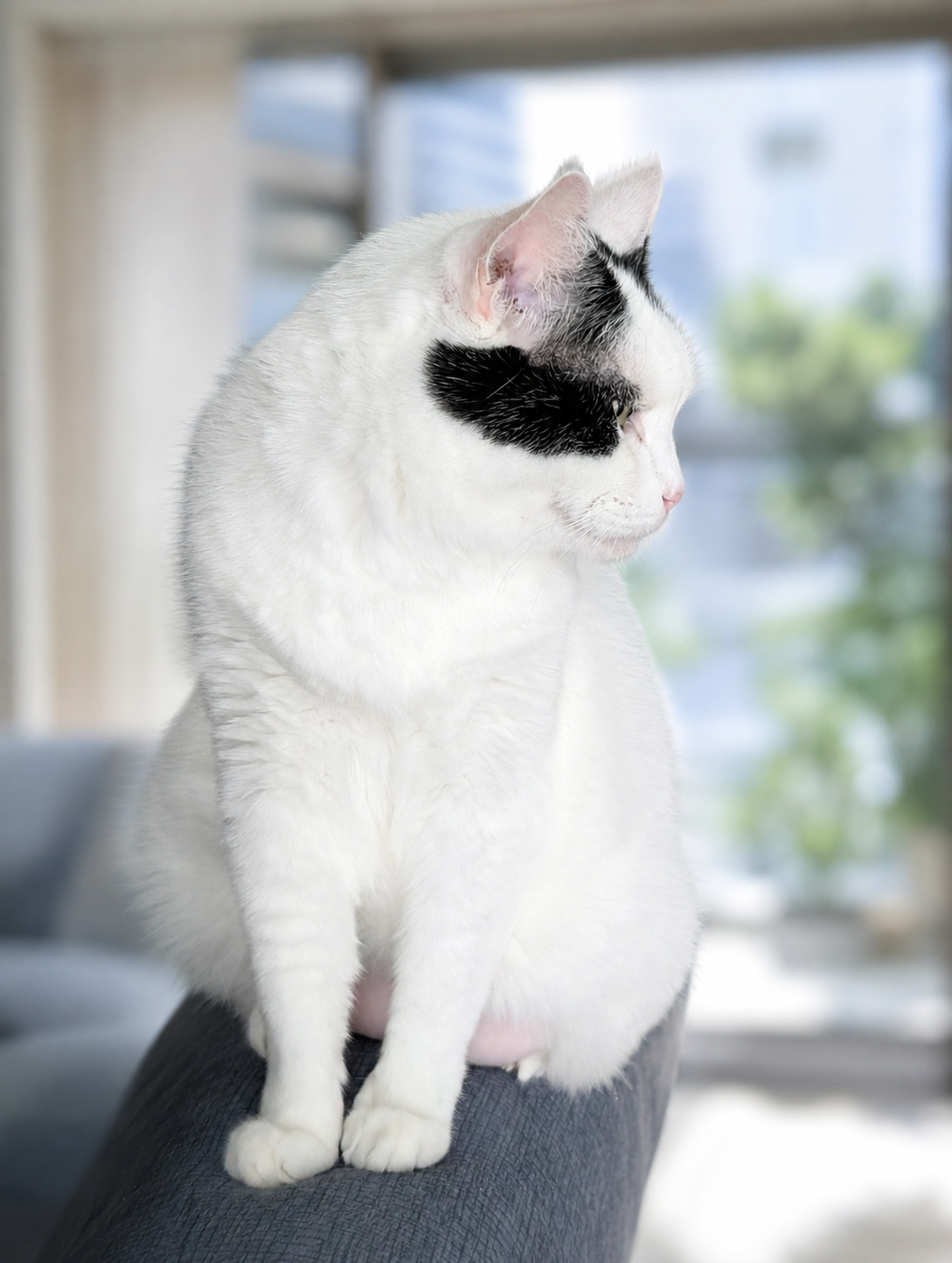 ソファーで横顔を見せるサスケくん
