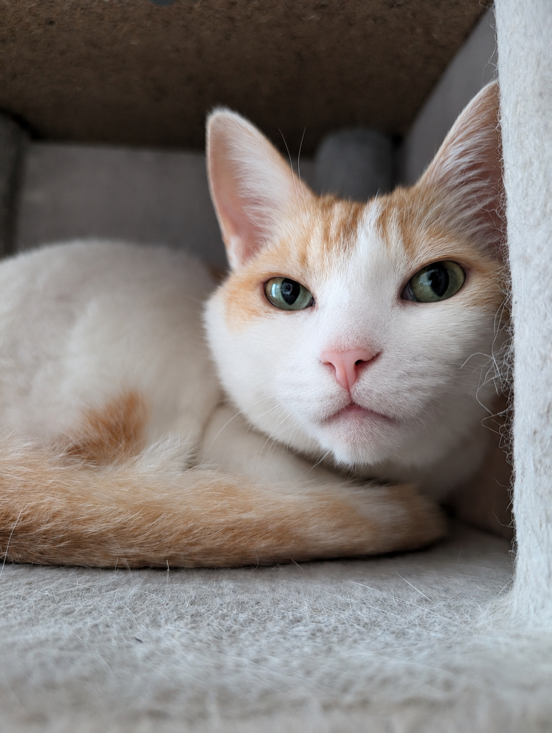キャットタワーの個室からこちらをうかがうチャコ