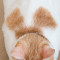 【6月30日の写真日記】チャコの香箱すわりとサスケの居眠り