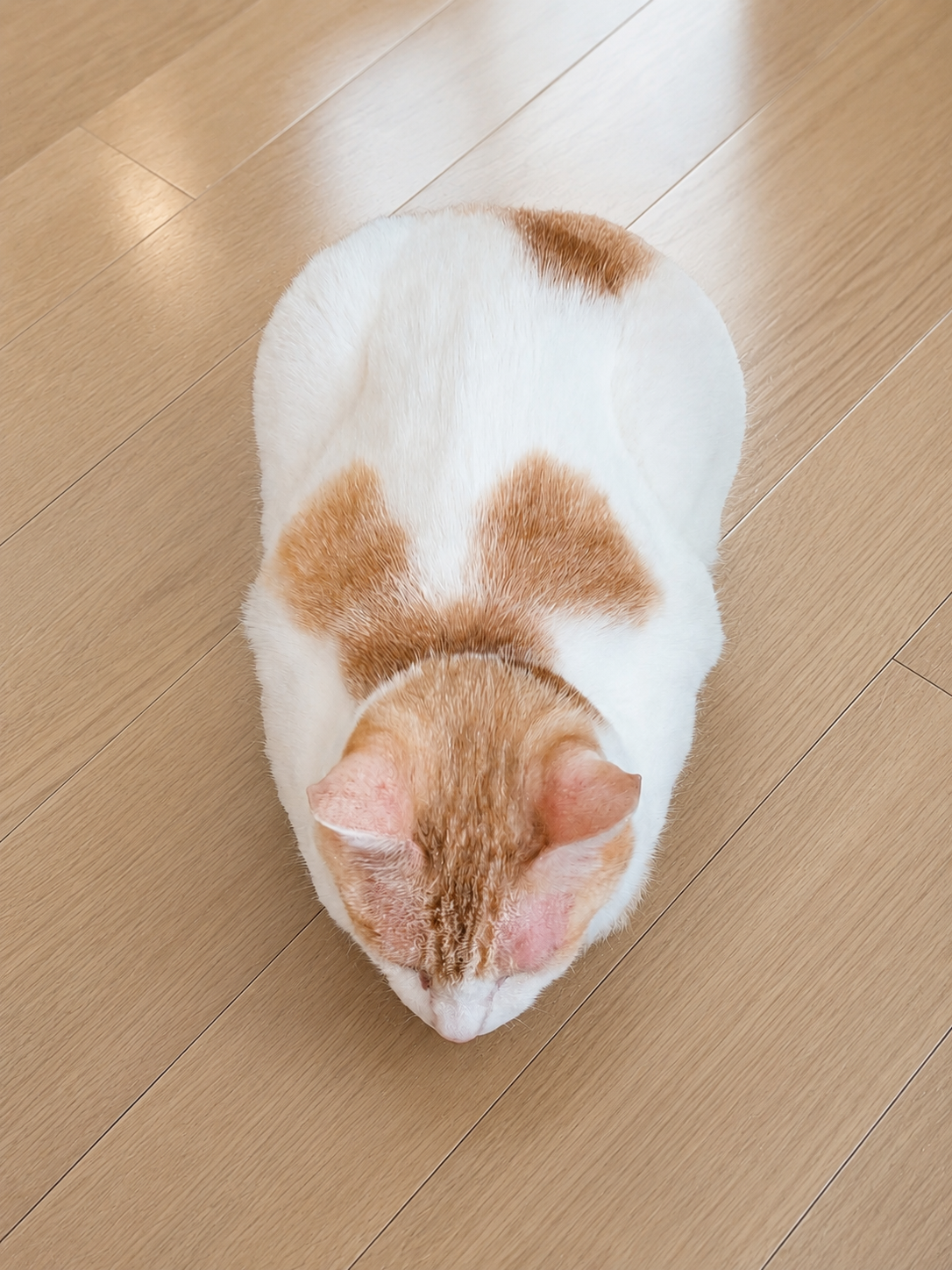 手のないチャコ