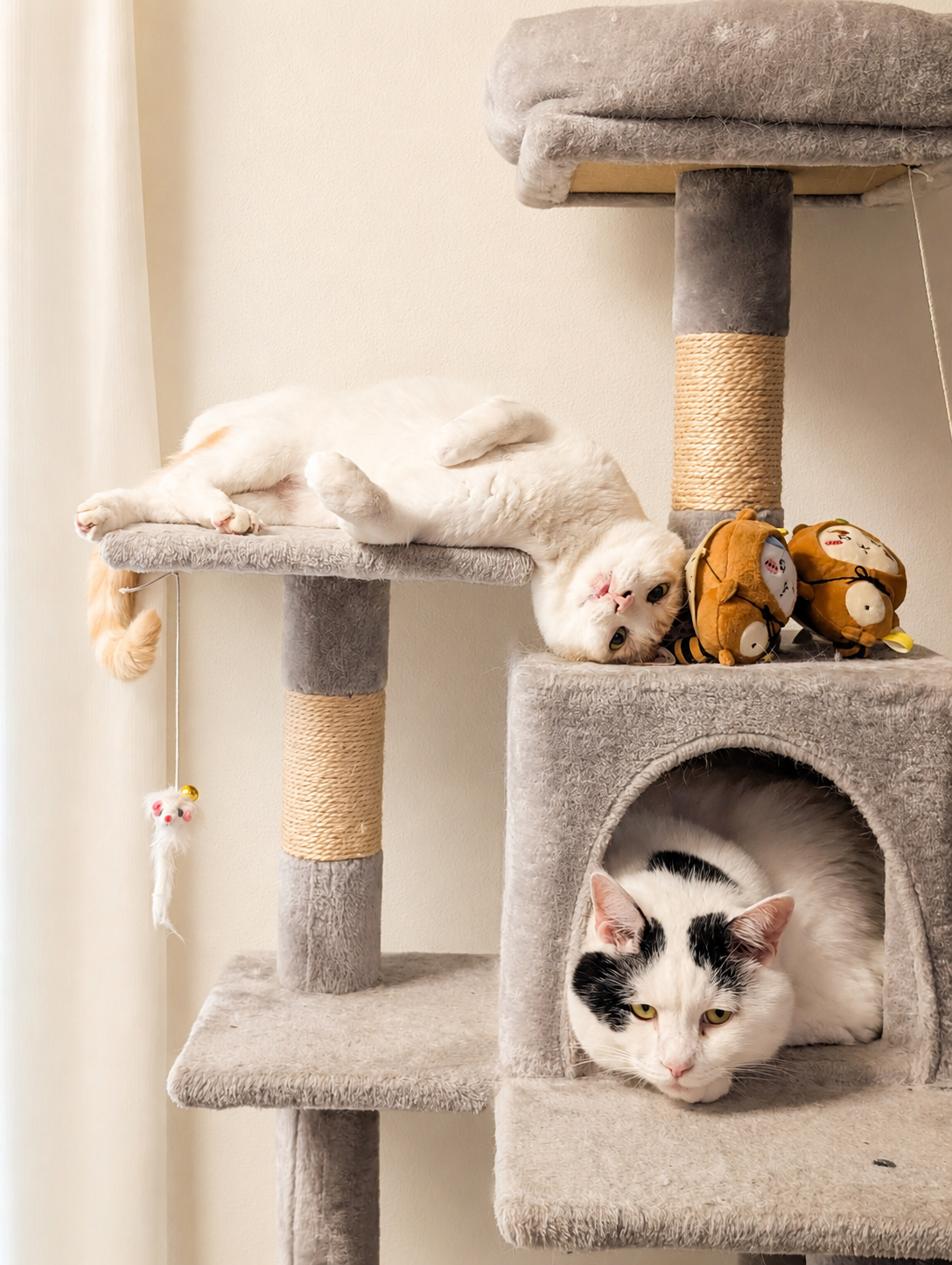 キャットタワーで変な格好でくつろぐチャコと、いつもの場所でくつろぐサスケ