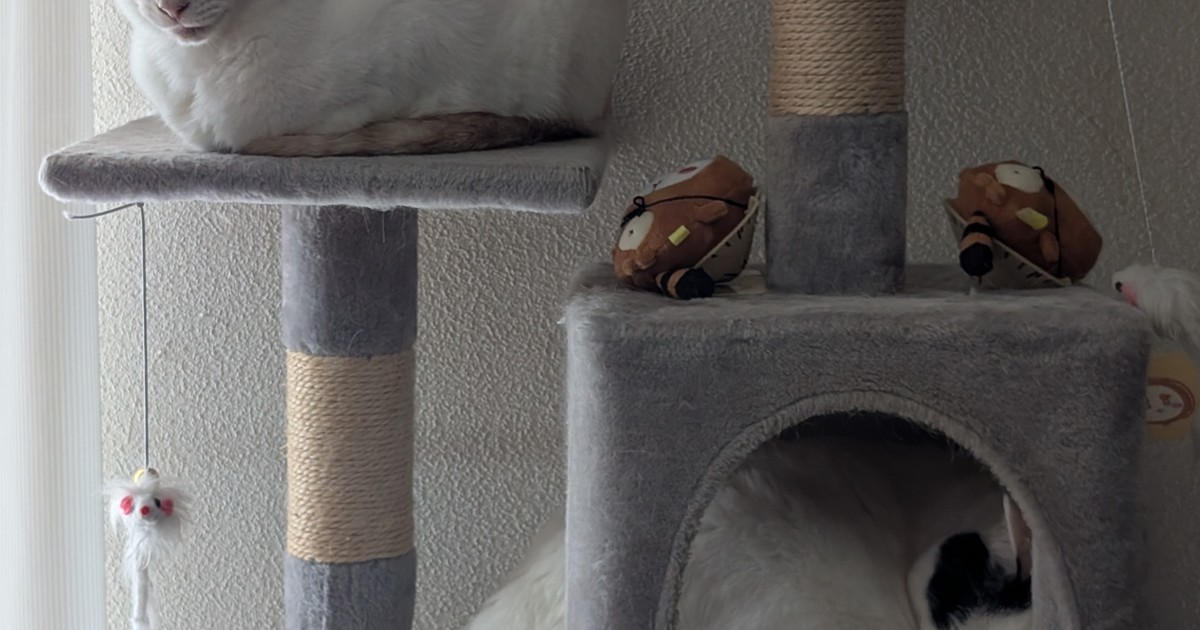 Featured image of post 【7月5日の写真日記】落ち着いた猫たちと手抜きパスタと生姜焼き