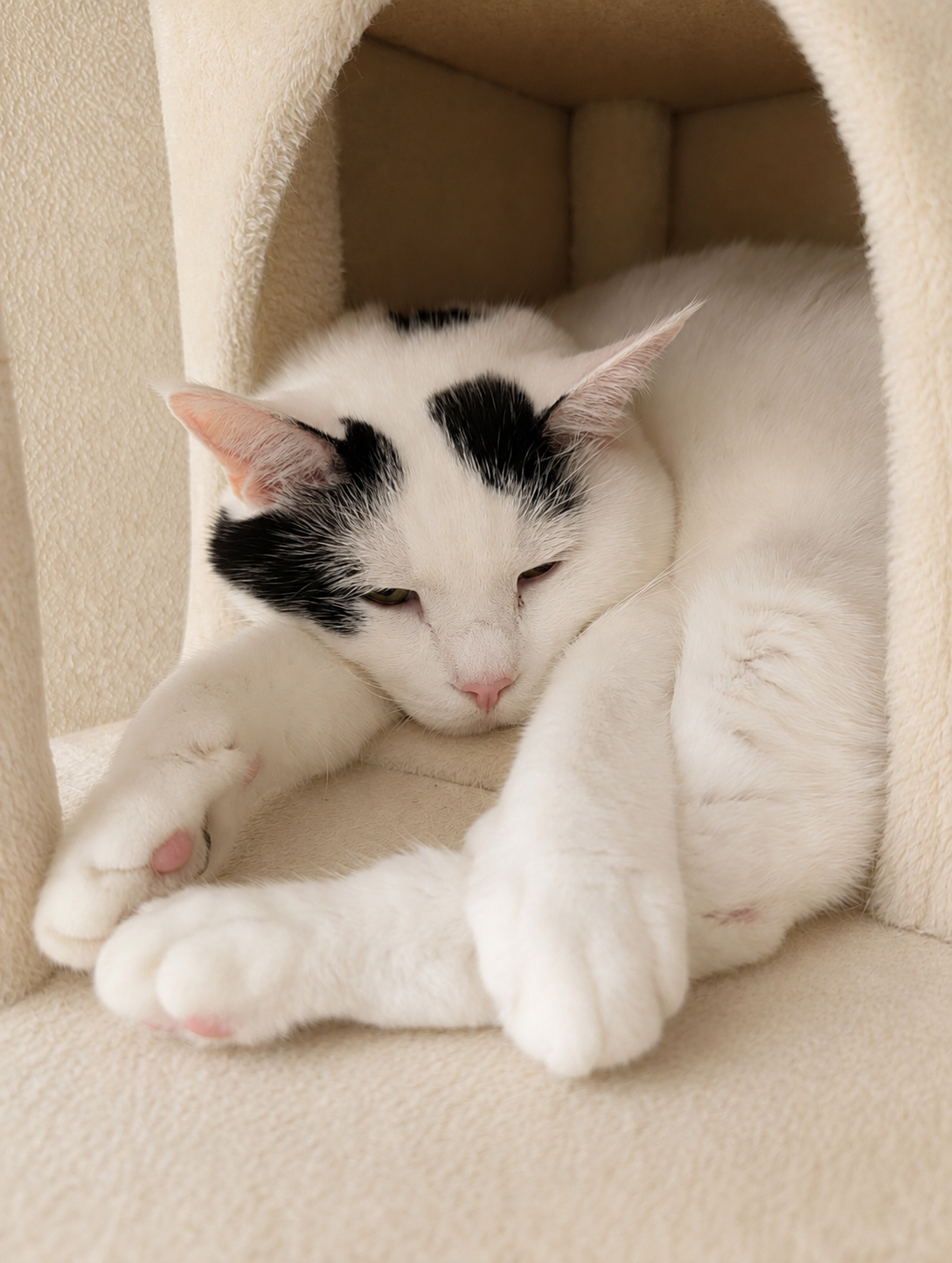 キャットタワーの中で前足を伸ばしてこちらを見ている白黒猫のサスケ