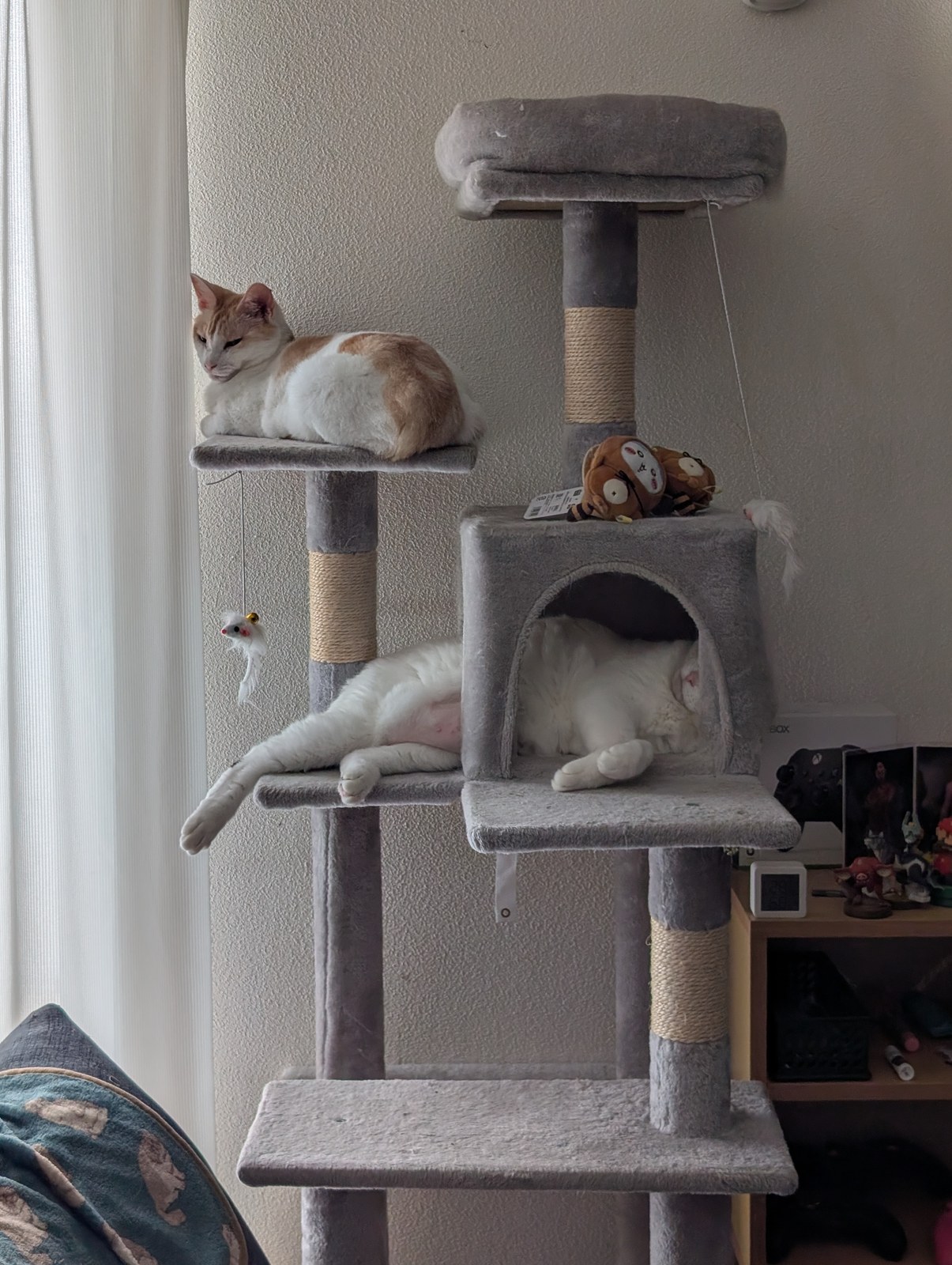 キャットタワーの上段で丸くなるチャコと、下段のハンモックで伸びて寝るサスケ