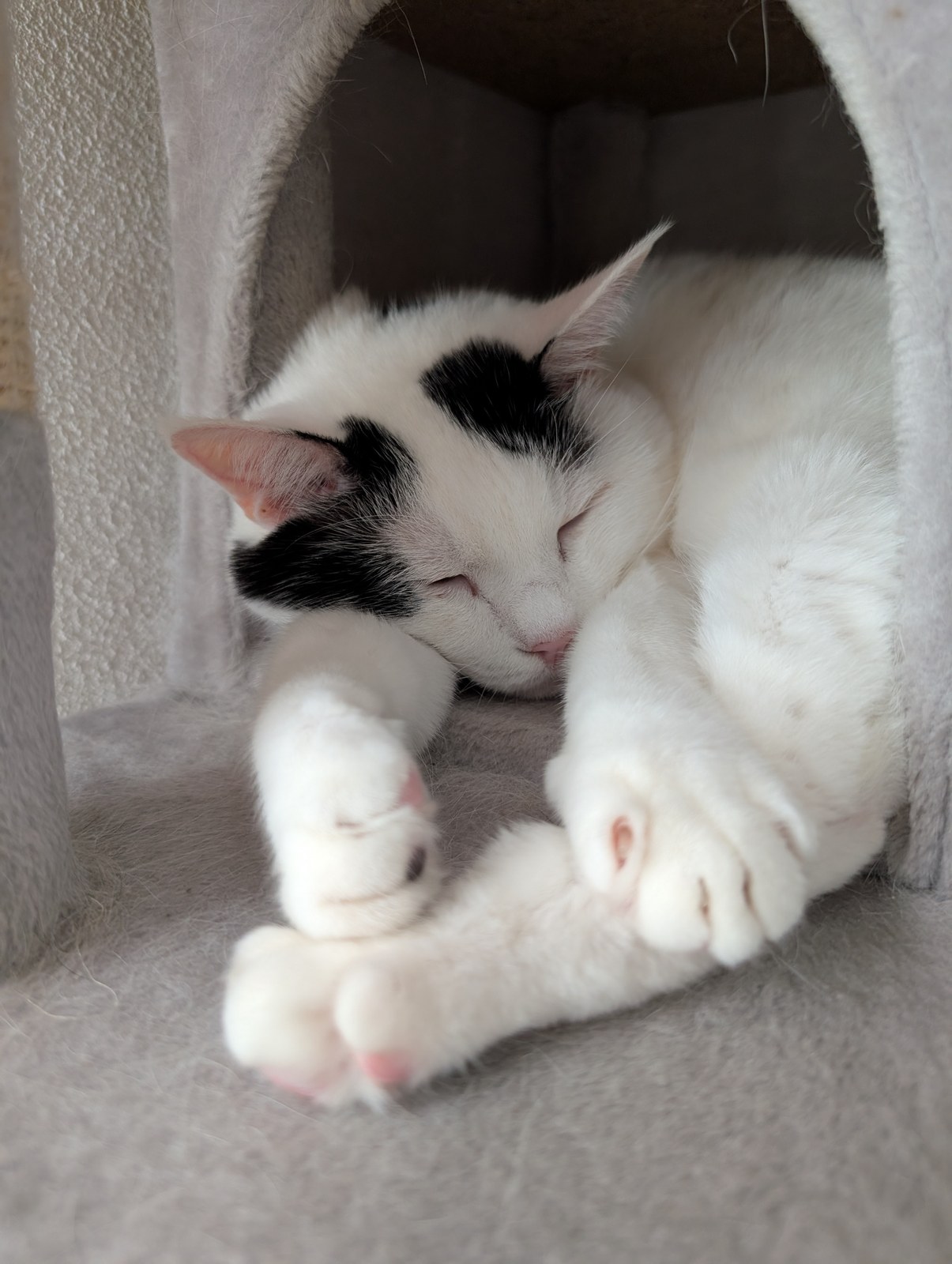 キャットタワーでくつろぐサスケ