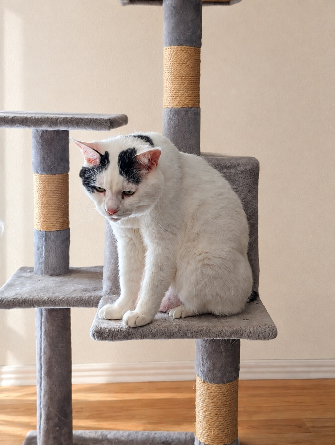 キャットタワーから鋭い視線を送るサスケ