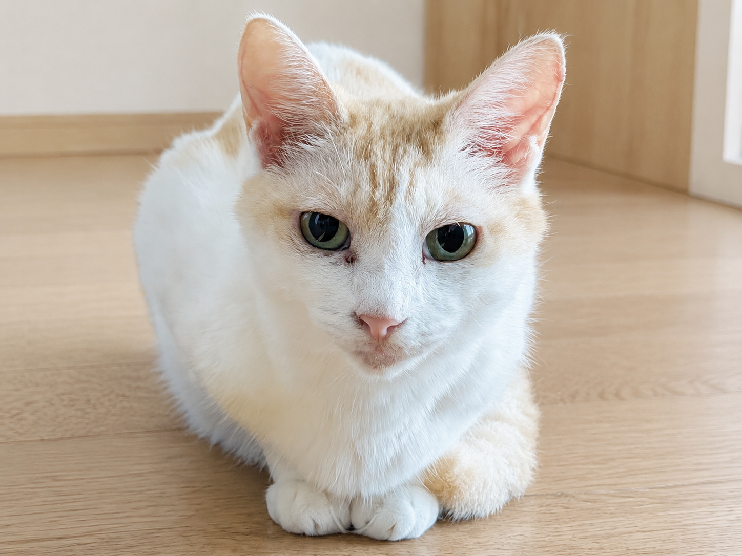 アイドル級の可愛さでこちらを見るチャコ