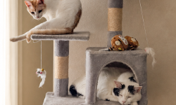 Featured image of post 【7月23日の写真日記】キャットタワーの定位置とゴーヤチャンプルー