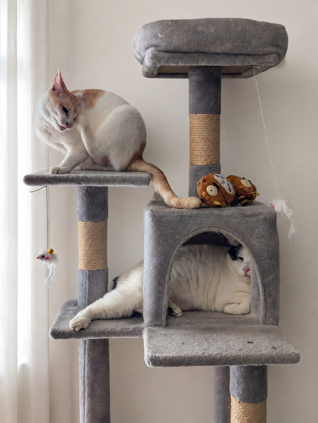 キャットタワーの上段でくつろぐチャコと、下の箱におさまるサスケ
