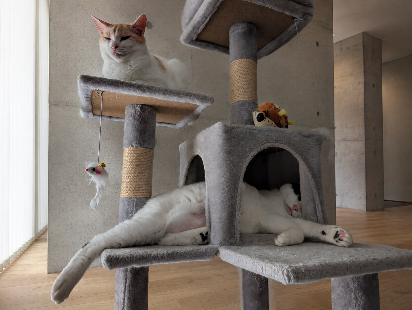 キャットタワーでくつろぐチャコとサスケ