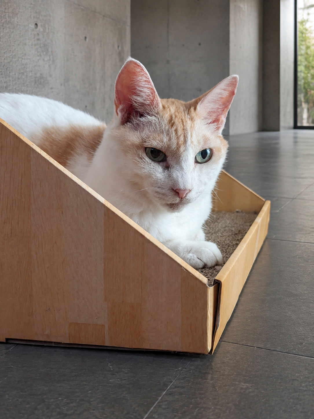 猫壱のバリバリボードでくつろぐチャコ