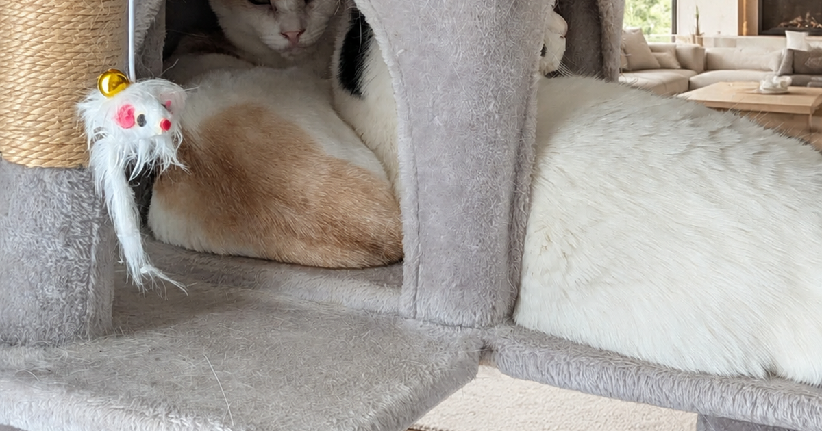 Featured image of post 【7月30日の写真日記】眠そうなサスケとキャットタワーのチャコ