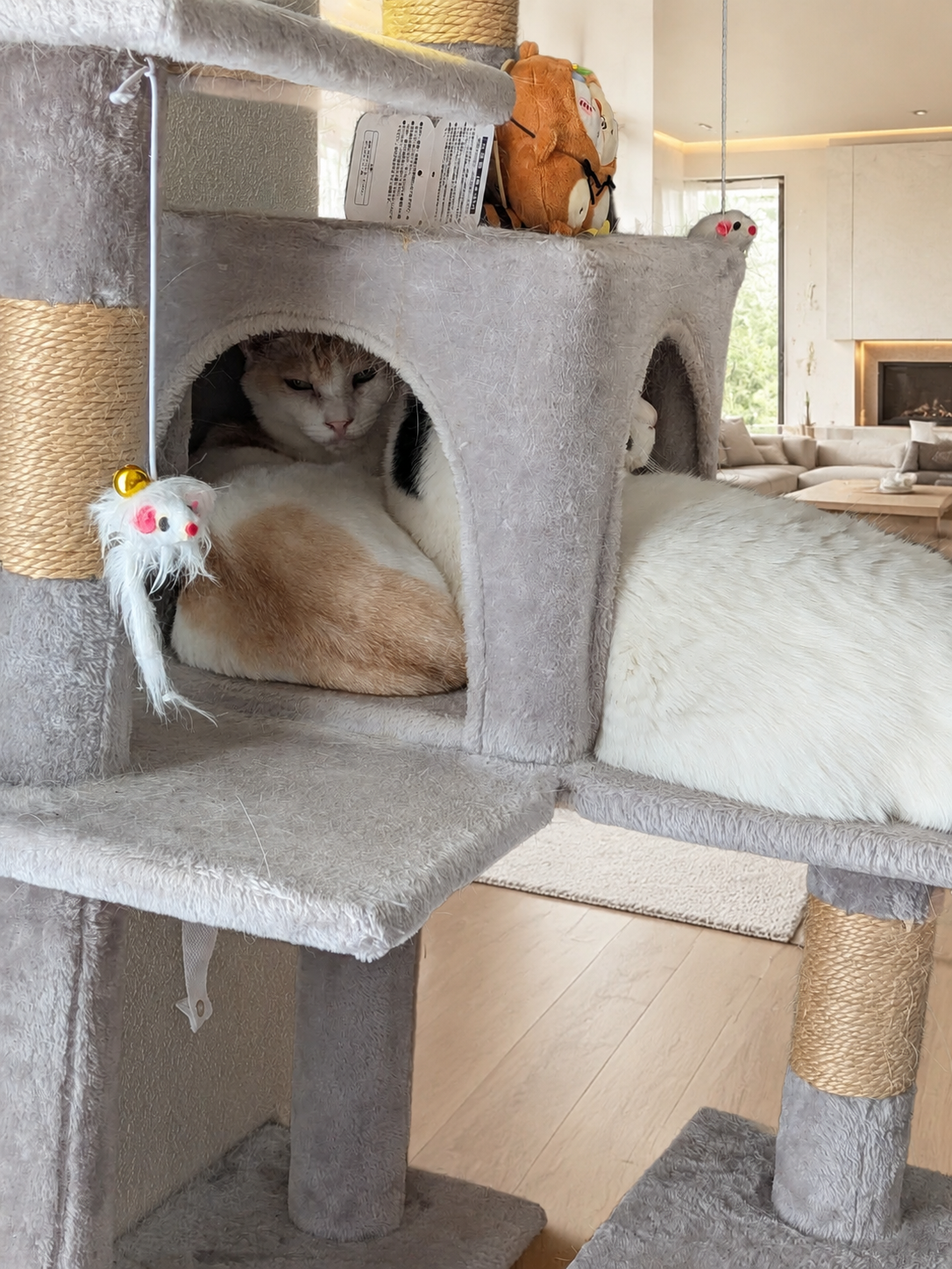 高級住宅のリビングに置かれたキャットタワーのチャコとサスケ
