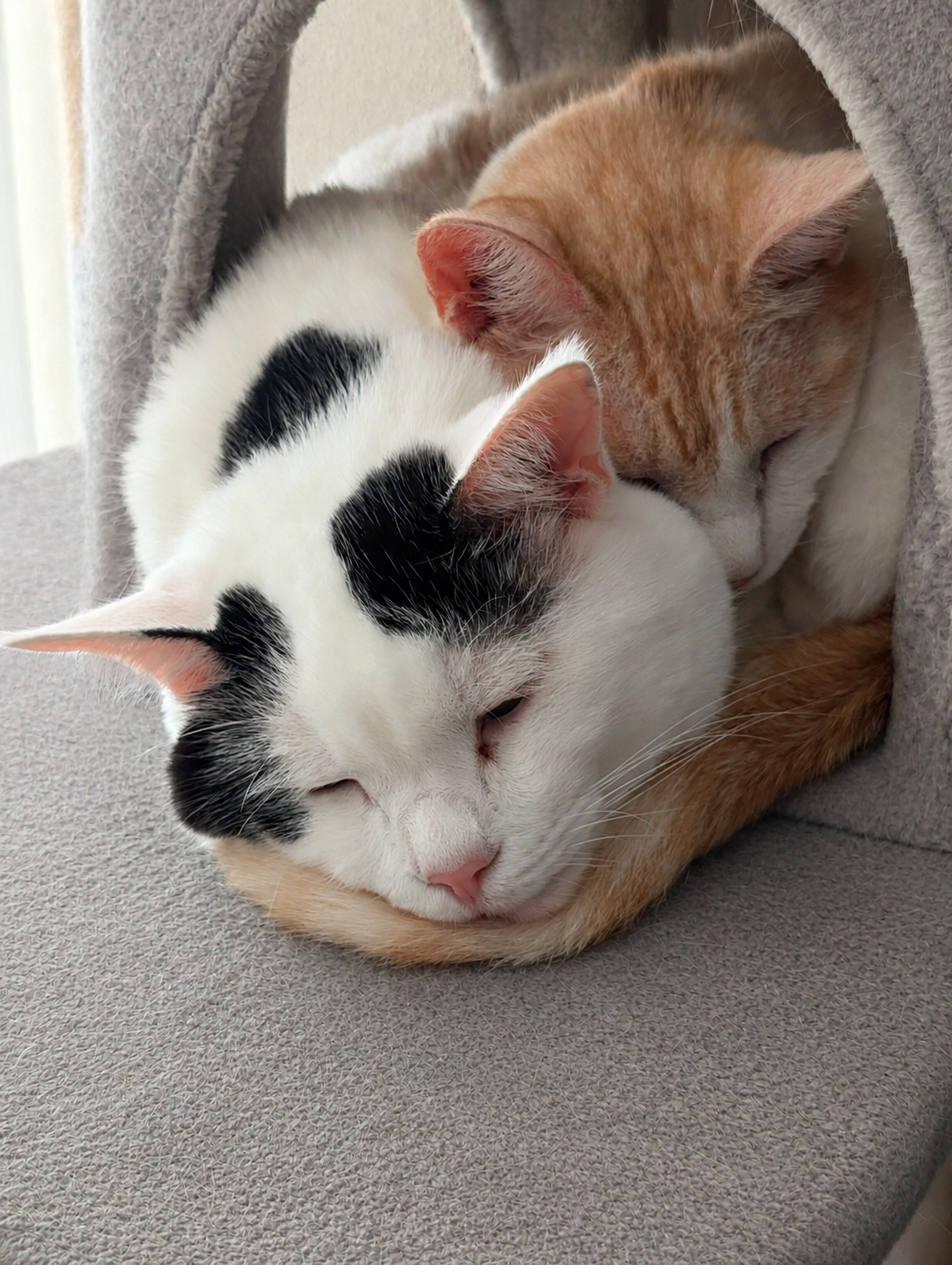 キャットタワーの中でもつれるように眠るサスケとチャコ