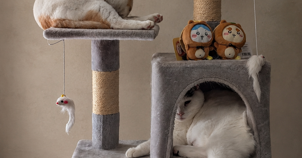 Featured image of post 【08月03日の写真日記】キャットタワーの定位置、錦糸卵大盛りの冷やし中華、議決権行使のQUOカード