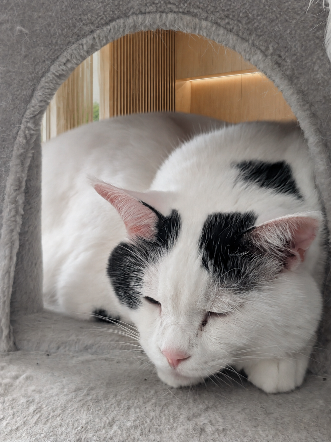 キャットタワーのドームで顔を伏せて寝るサスケ