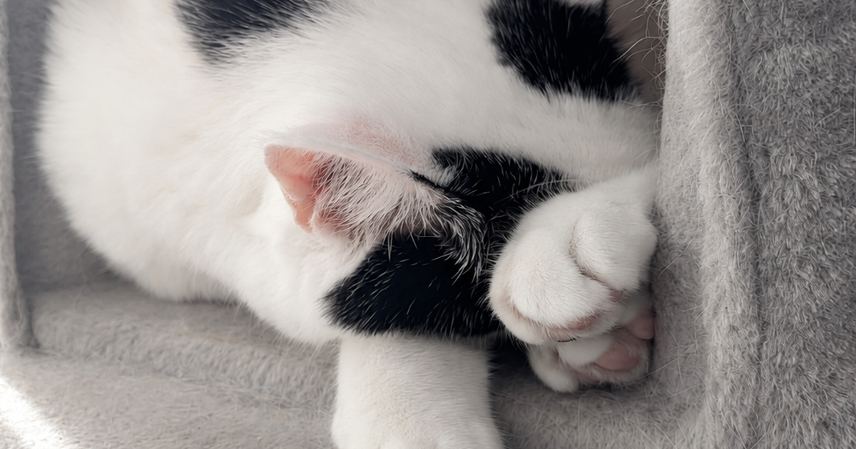 Featured image of post 【08月07日の写真日記】キャットタワーのサスケとチャコ、多摩境の魚べいでわさびいなり