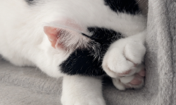 Featured image of post 【08月07日の写真日記】キャットタワーのサスケとチャコ、多摩境の魚べいでわさびいなり