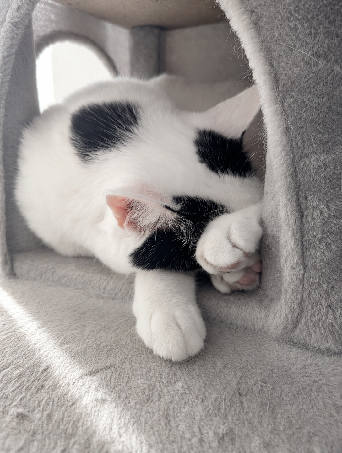 キャットタワーの個室に丸まって眠るサスケの顔アップ