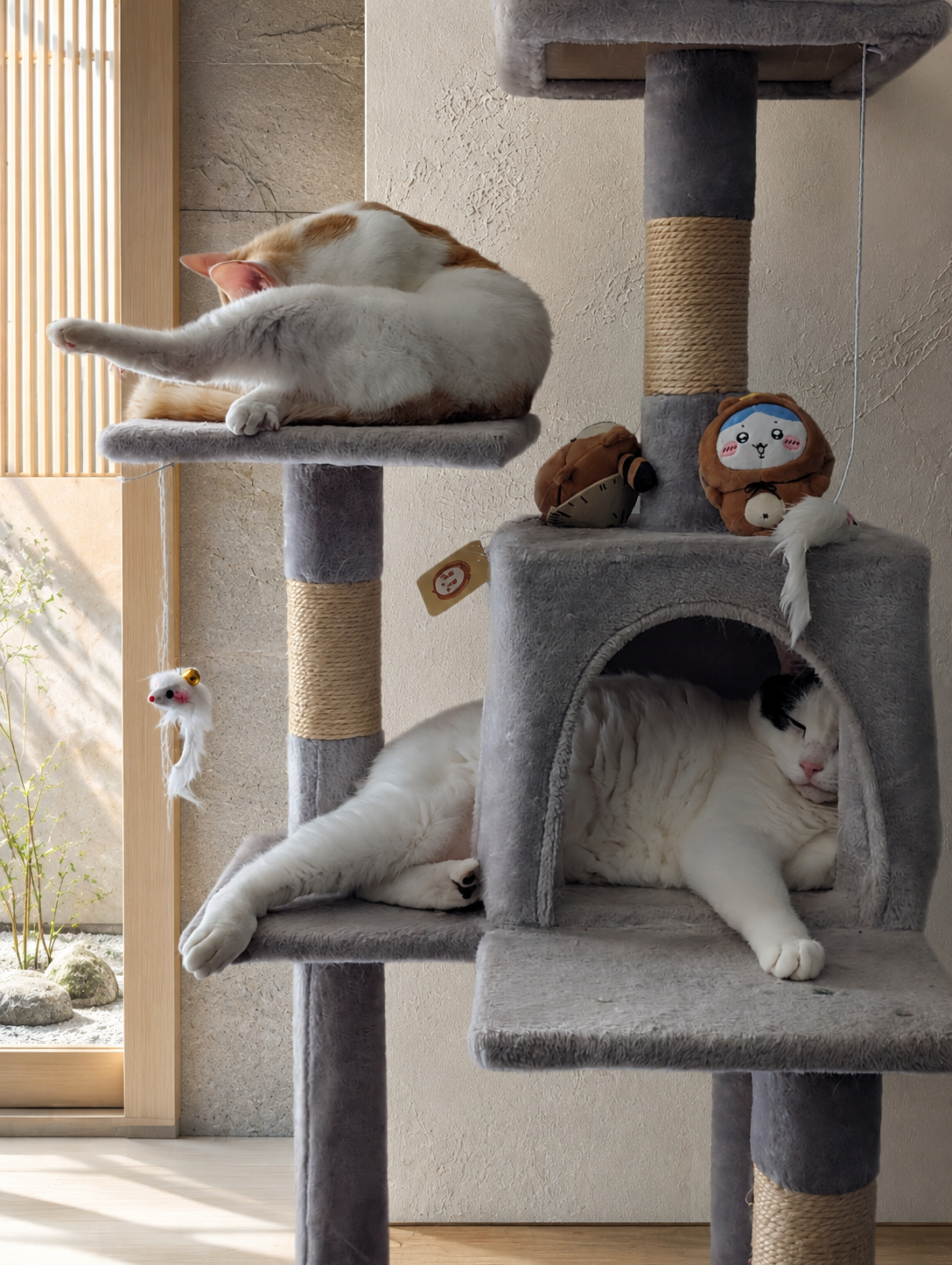 キャットタワーの上段で丸くなるチャコと、下の箱で伸びているサスケ