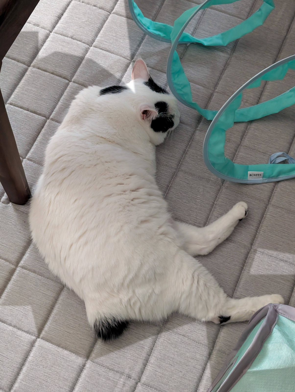 ラグの上で伸びて寝ている白黒のサスケ。右側にミントグリーンの猫トンネル
