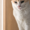 【8月14日の写真日記】キャットタワーの二匹、松屋のおろし牛めし、寿命っぽいドライブ