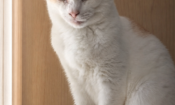 Featured image of post 【8月14日の写真日記】キャットタワーの二匹、松屋のおろし牛めし、寿命っぽいドライブ