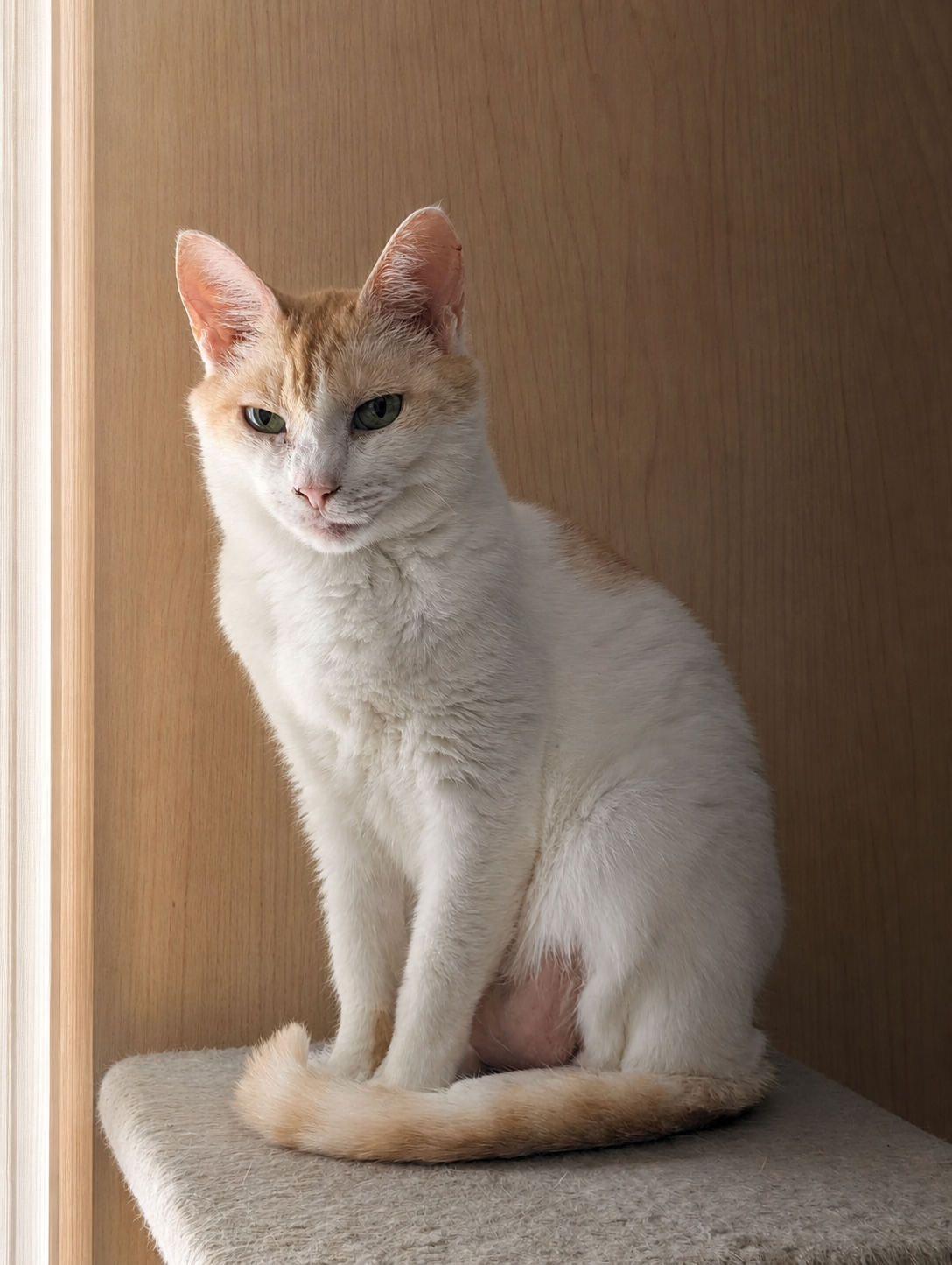キャットタワーの天板に前足をそろえて座り、まっすぐこちらを見ているクリーム茶と白のチャコ