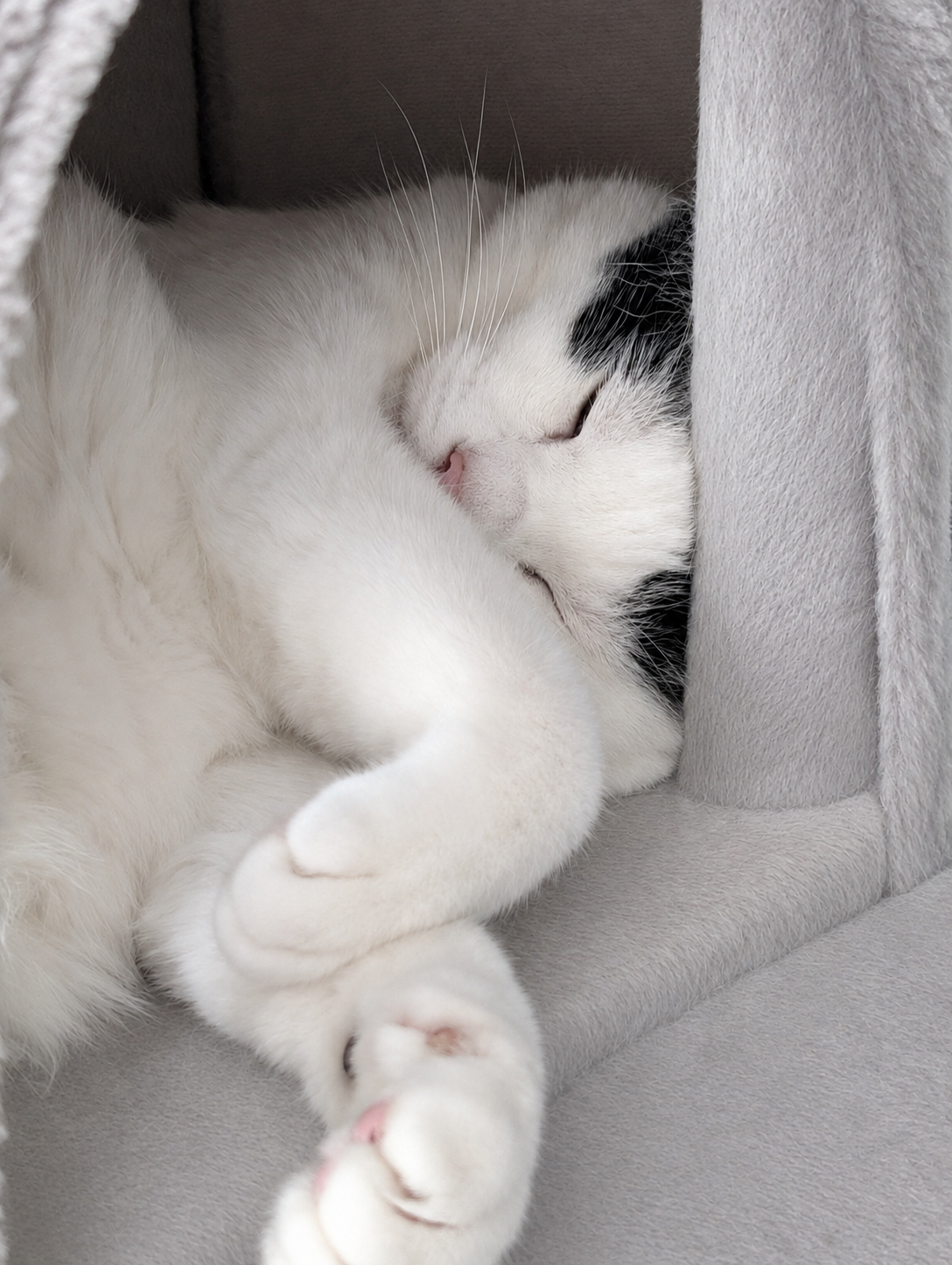 キャットタワーの小部屋で前足を顔の前に置き、目を閉じて丸まっている白地に頭が黒いサスケ