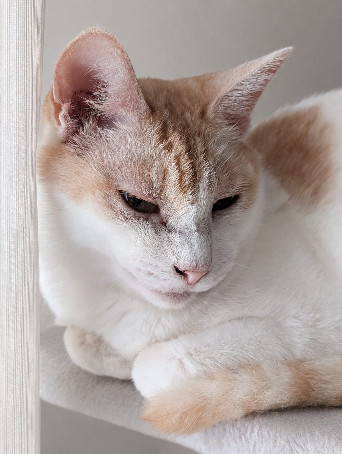 キャットタワーの段で前足をそろえて香箱を組み、半目で下を向いているクリーム茶のチャコ
