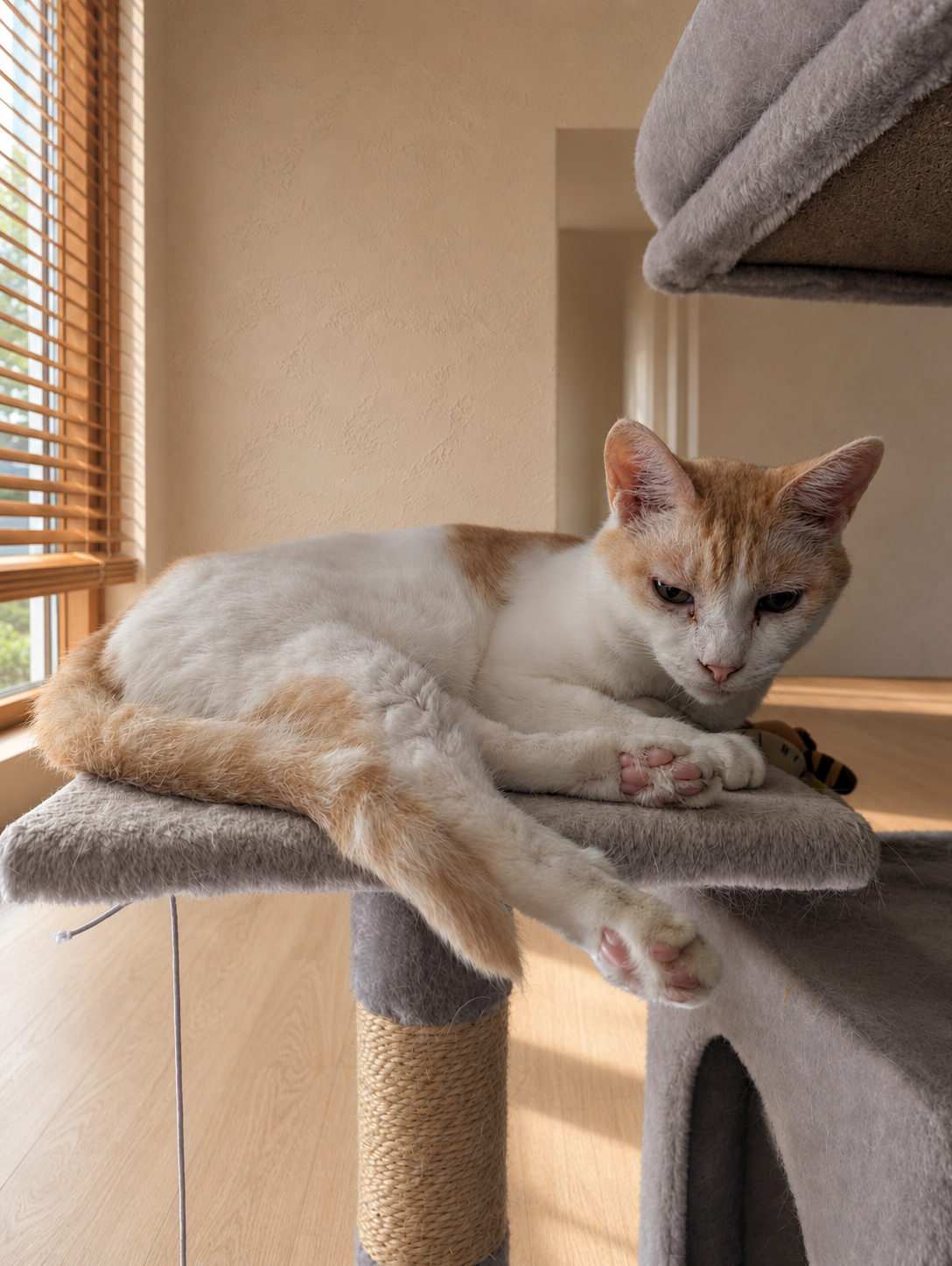 キャットタワーの中段で前足を投げ出し、半目で下を向いているクリーム茶のチャコ